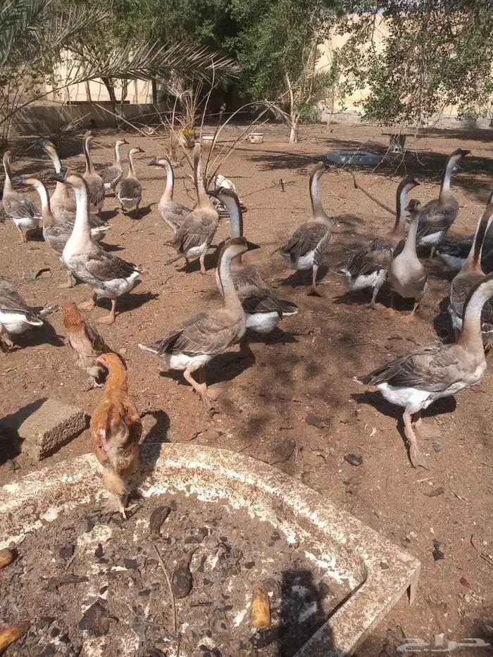 وز عراقي بيور دن صافي 0