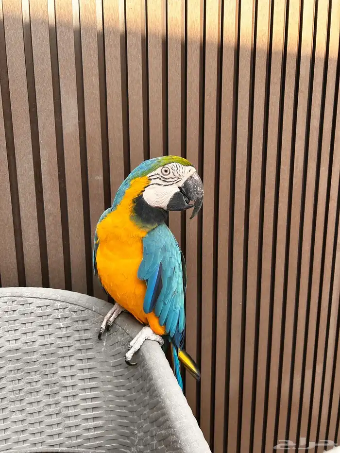 ببغاء مكاو هدد متكلم 1