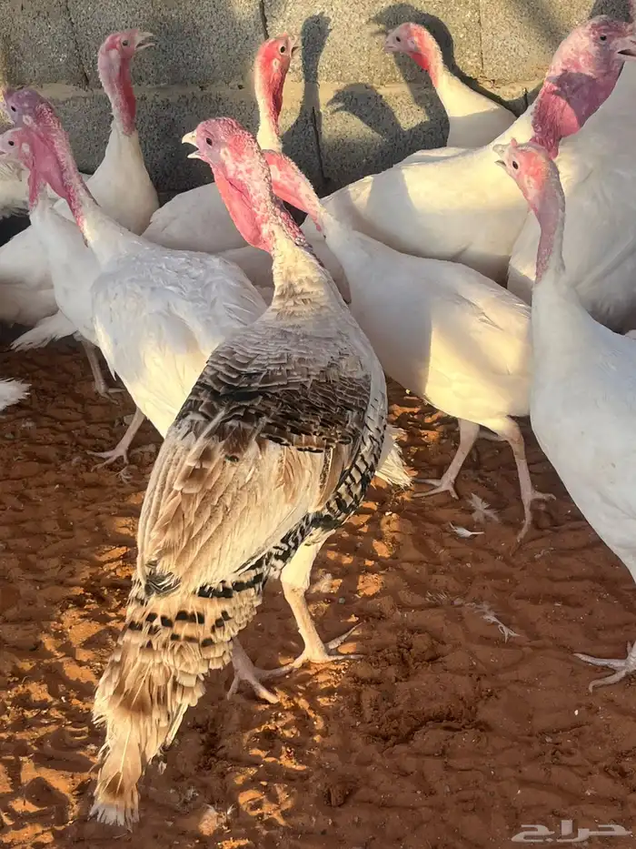 ديك رومي للبيع جملة وتجزئية 1