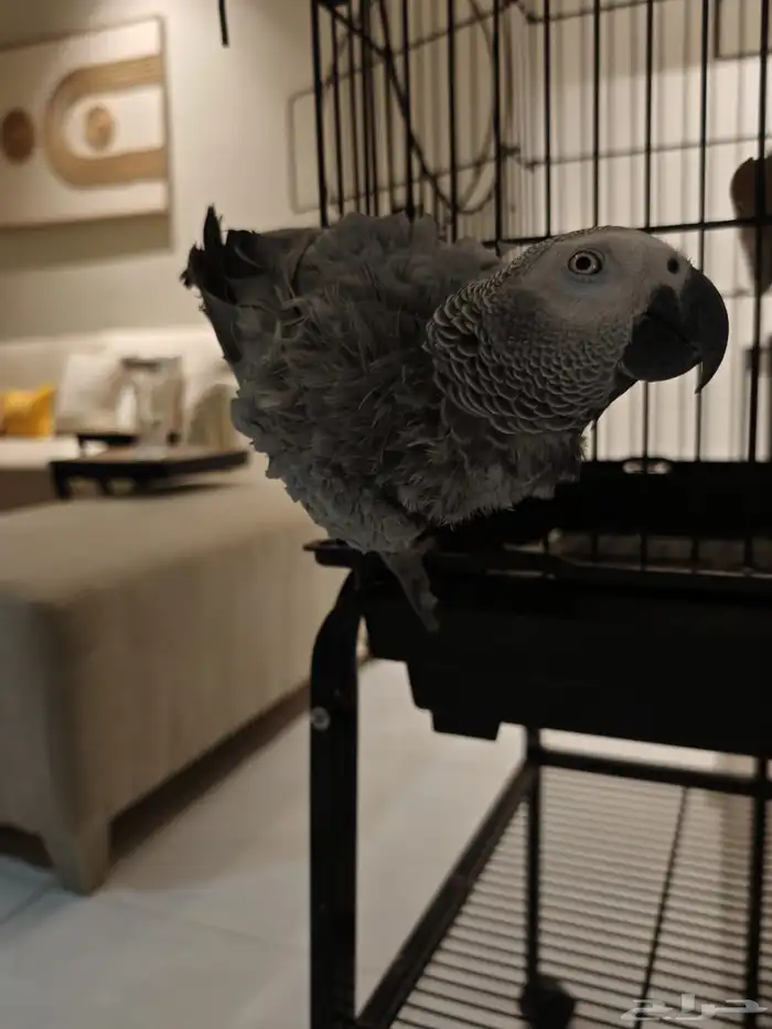 ببغاء كاسكو 5