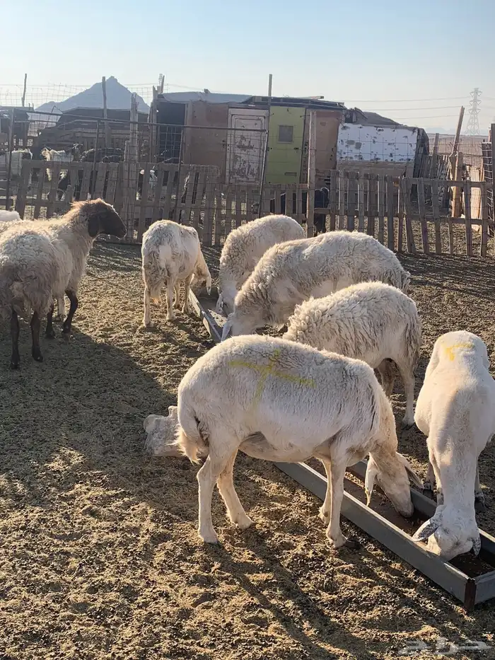 إمراح حريات 0