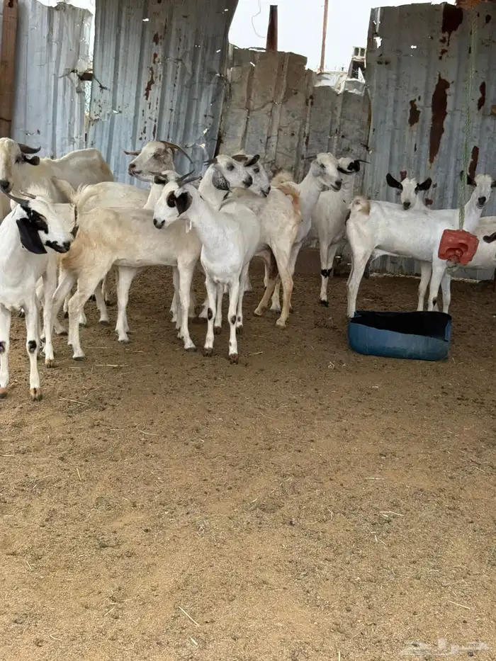 10 جفار بيشيه فاااخرة للي بيأسس مراح 3