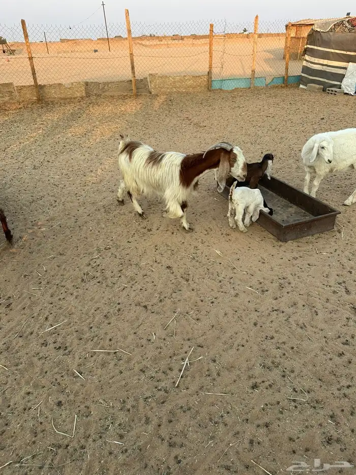 عنز تحتها ثنين 1