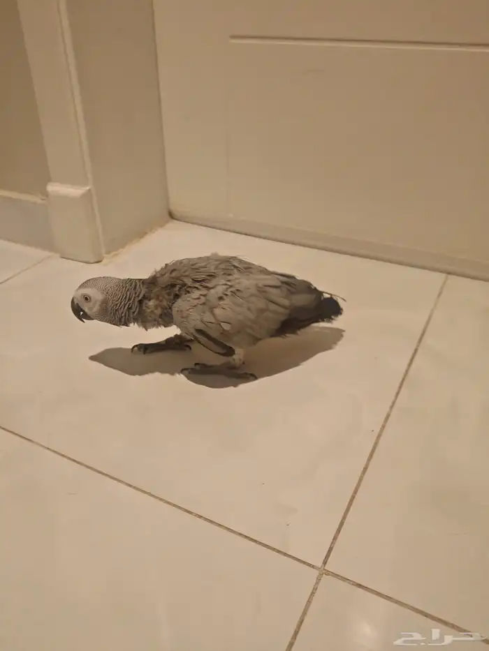 ببغاء كاسكو 0