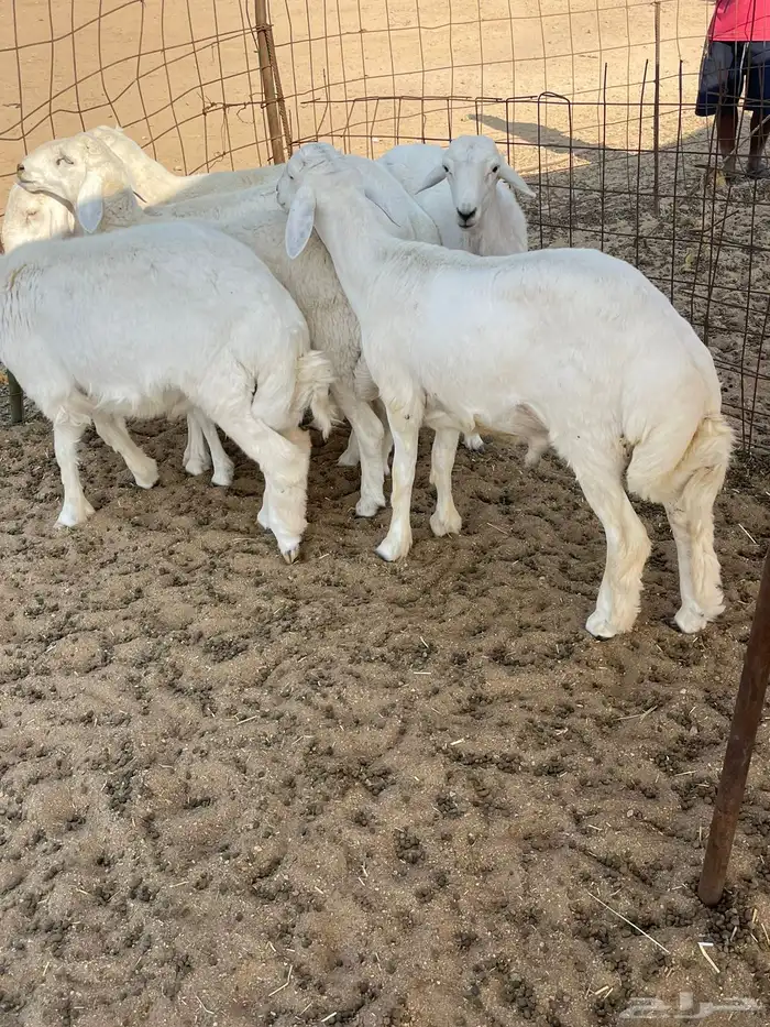 حري ذبايح مناسبات عقيقه ذبائح ثلاجه يوجد صلخ وتوصيل 9