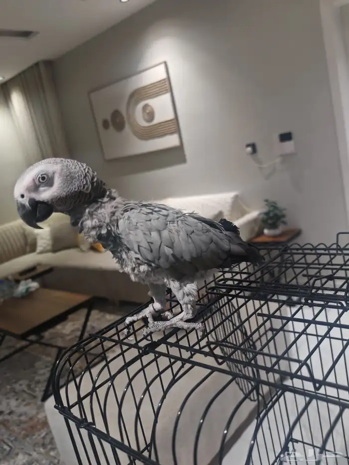 ببغاء كاسكو 3