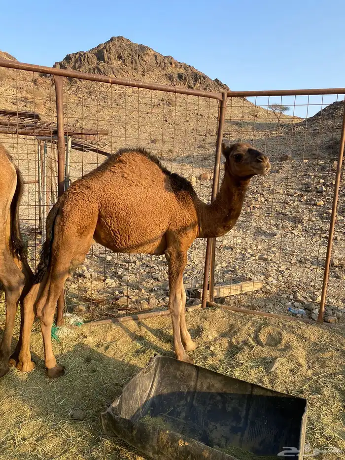 قعود للبيع 5