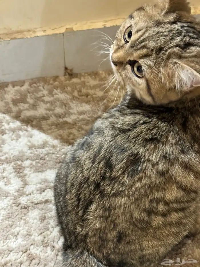 قط لتبني عمره 6 شهور 0