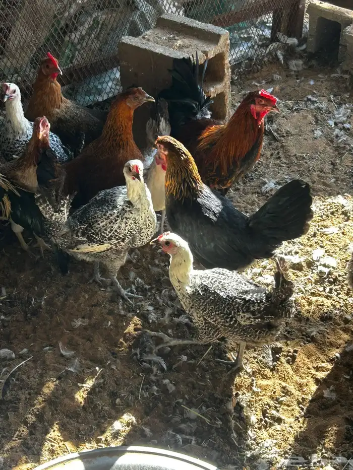 البيع دجاج بياض 0