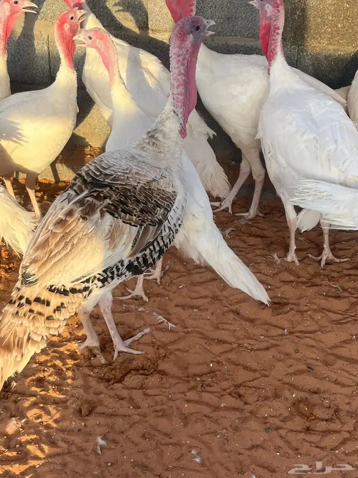 ديك رومي للبيع جملة وتجزئية 0