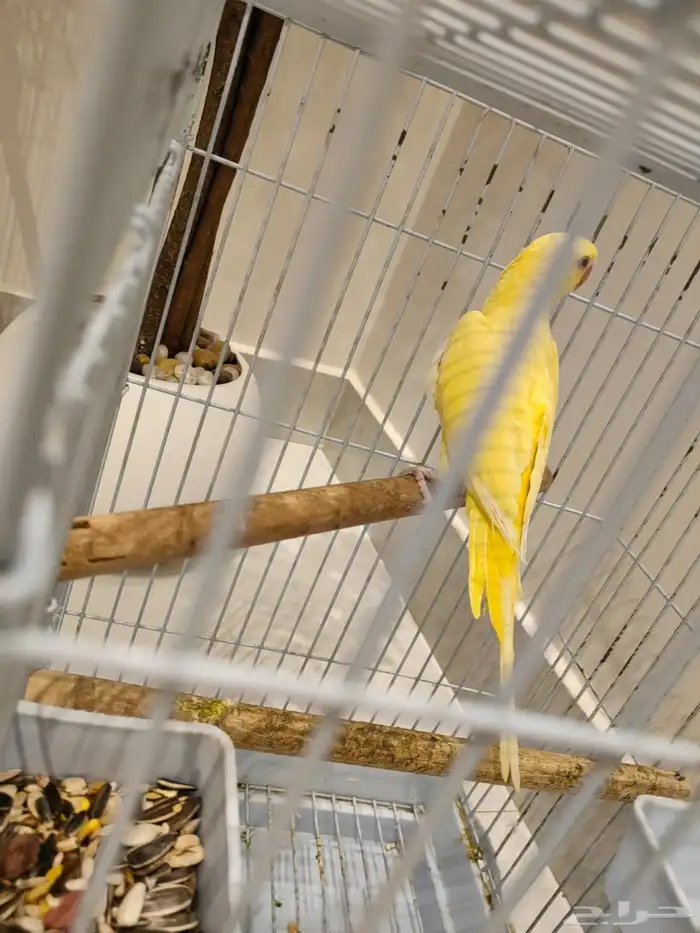 دره البينو ذكر 5