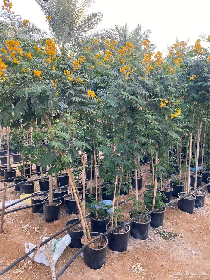 شتلات مشتل اشجار زينه 42