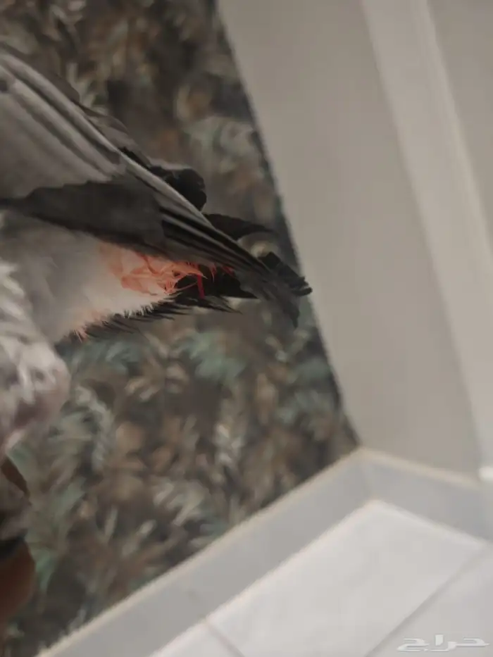 ببغاء كاسكو 1