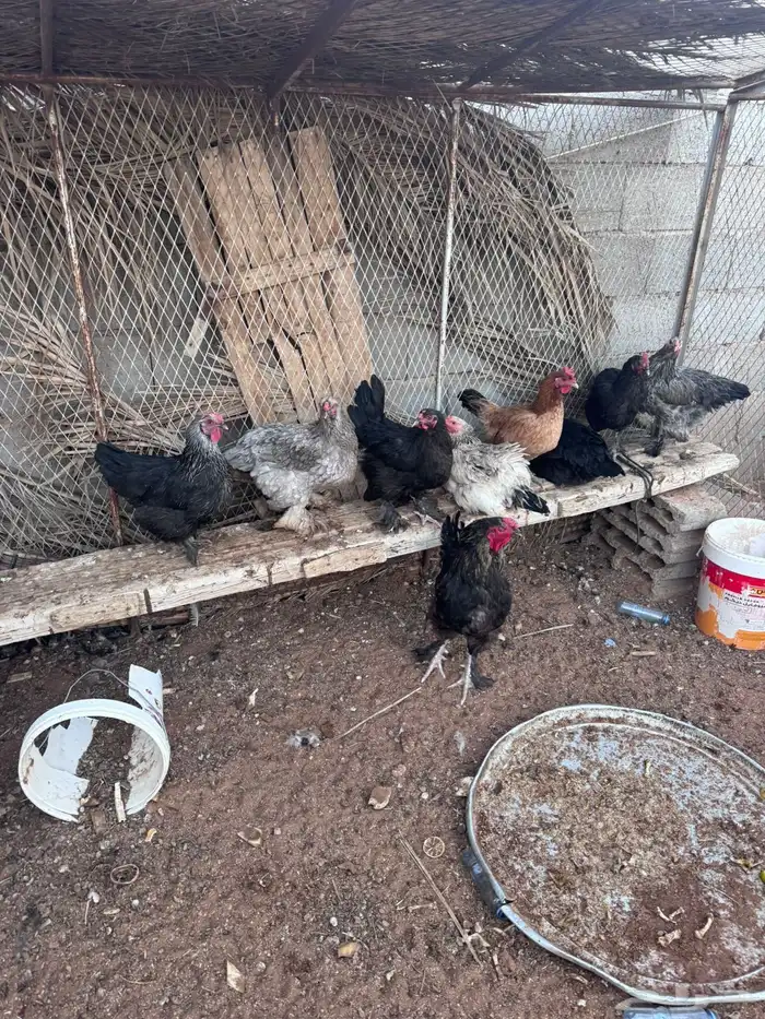 دجاج براهما 1