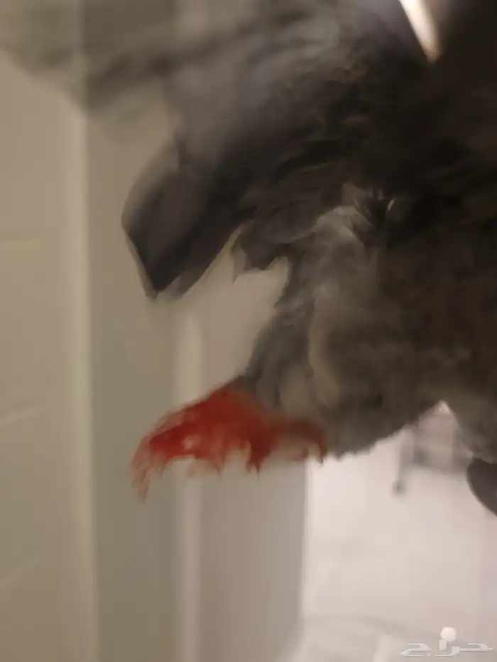 ببغاء كاسكو 6