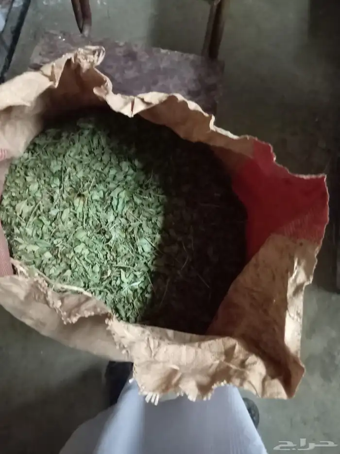 حناء المدينة المنورة عضوي 100   للبيع 1