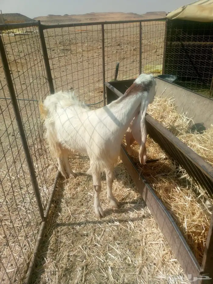 ماعز مشروحة 0