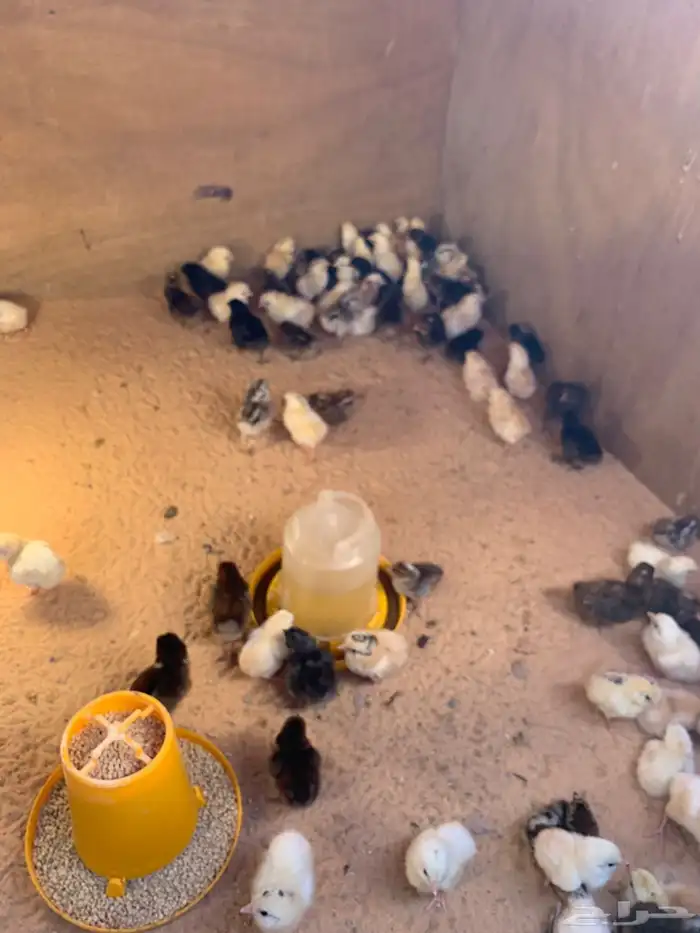 صيصان دجاج بلدي دندروي طيبة ماشاءالله 0