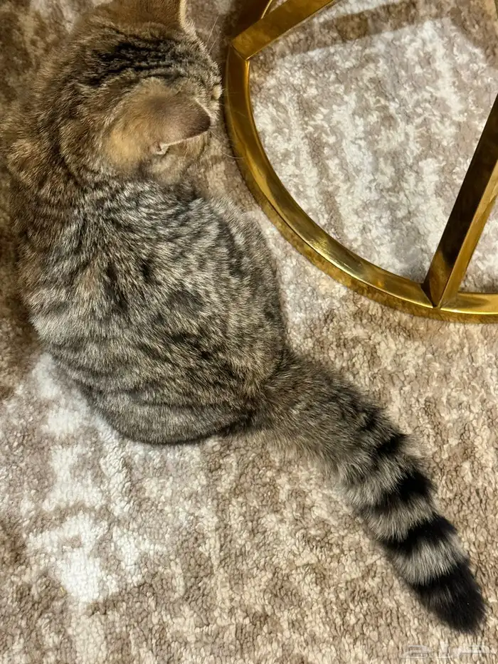 قط لتبني عمره 6 شهور 1