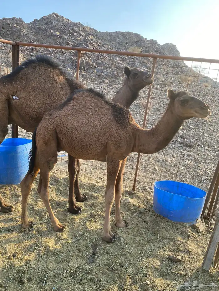 قعود للبيع 6