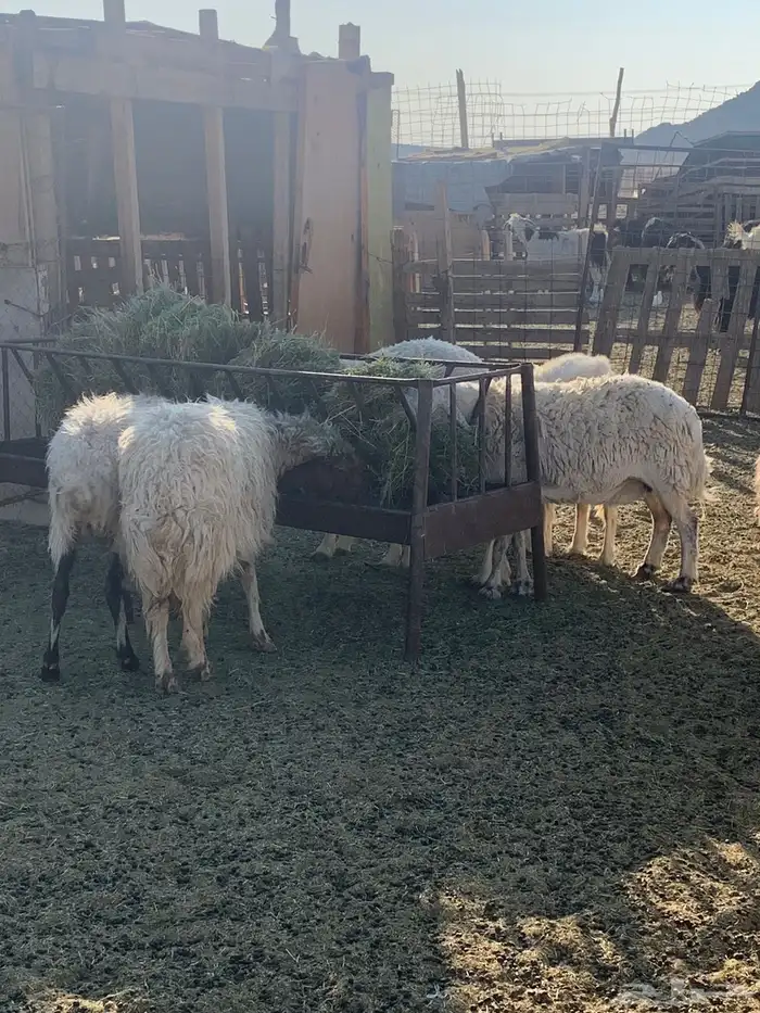 إمراح حريات 1