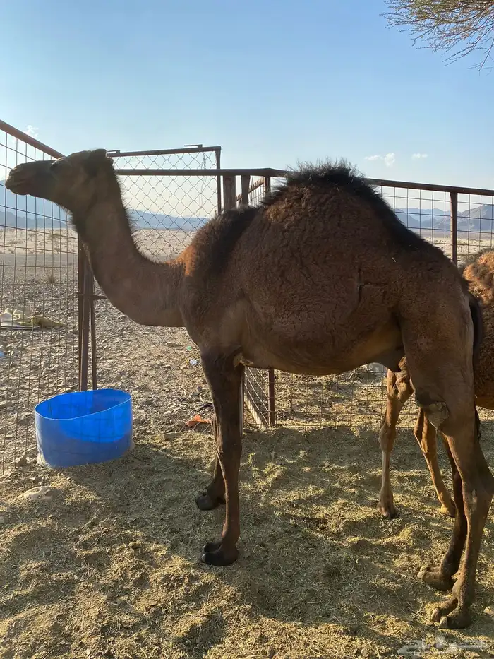 قعود للبيع 3