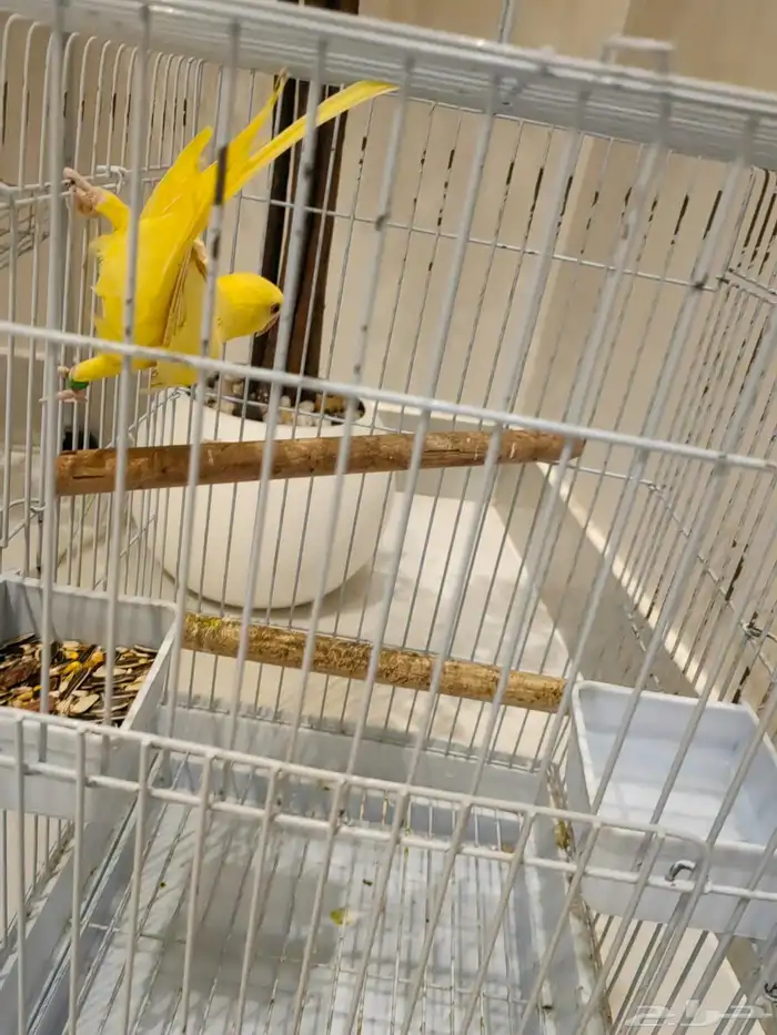 دره البينو ذكر 0