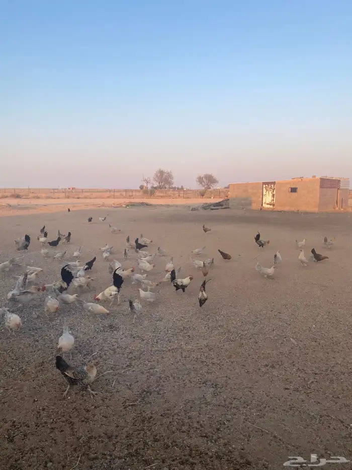 دجاج فيومى 1