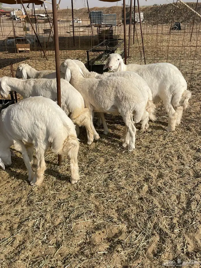 حري ذبايح مناسبات عقيقه ذبائح ثلاجه يوجد صلخ وتوصيل 11