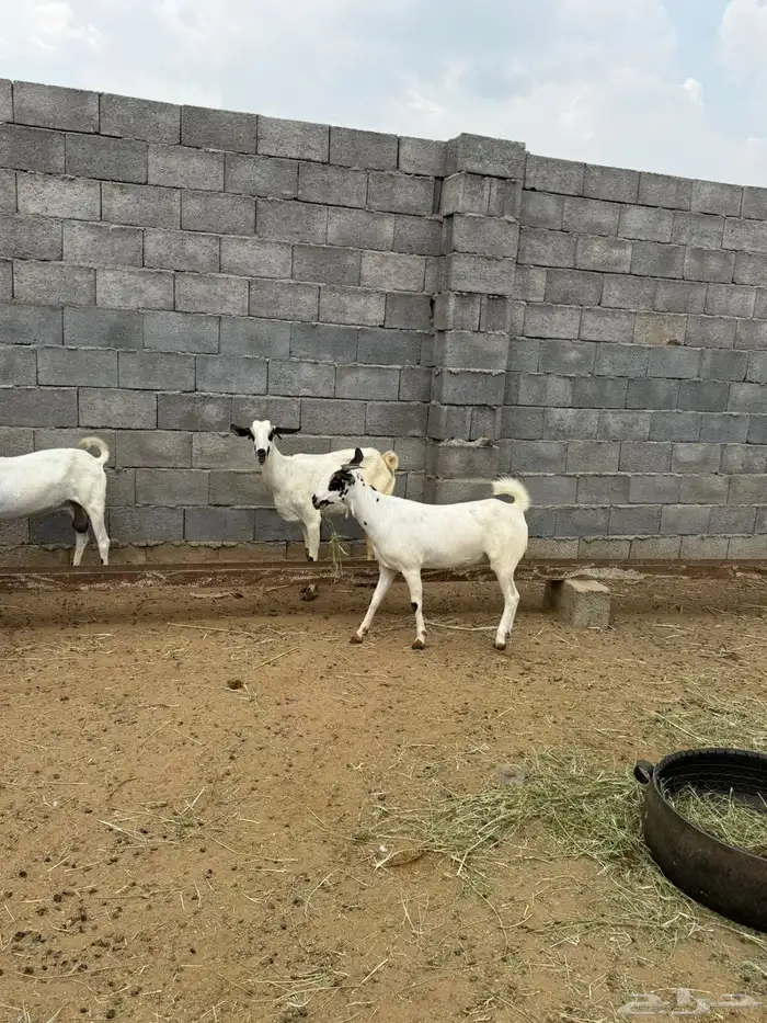 10 جفار بيشيه فاااخرة للي بيأسس مراح 7