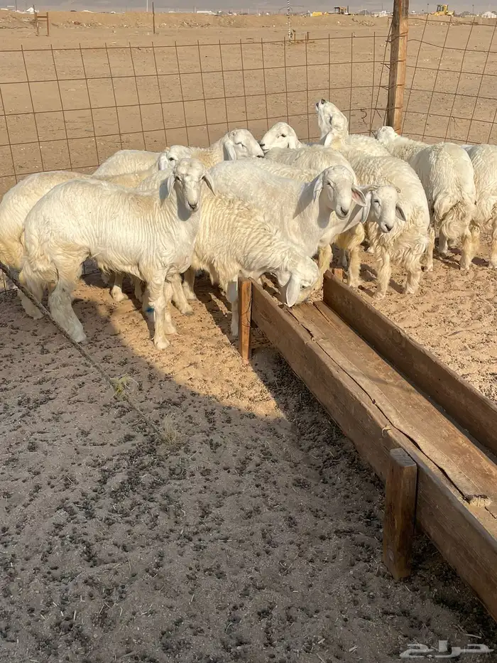 حري ذبايح مناسبات عقيقه ذبائح ثلاجه يوجد صلخ وتوصيل 5