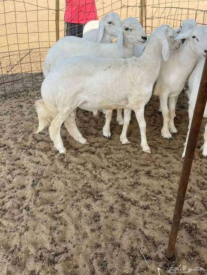 حري ذبايح مناسبات عقيقه ذبائح ثلاجه يوجد صلخ وتوصيل 8