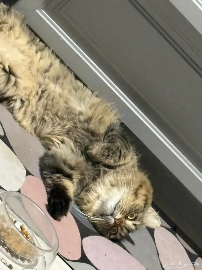 قطه ضايعه ابحر الشماليه 1