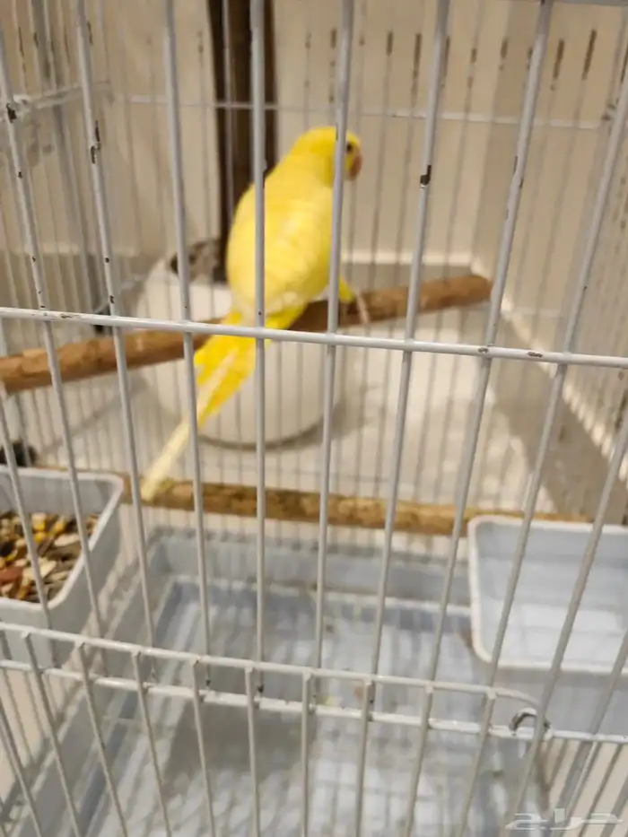 دره البينو ذكر 1