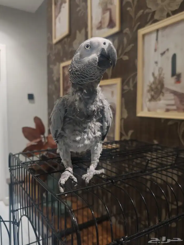 ببغاء كاسكو 2