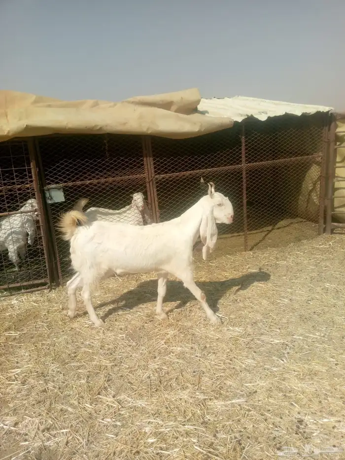 ماعز مشروحة 2