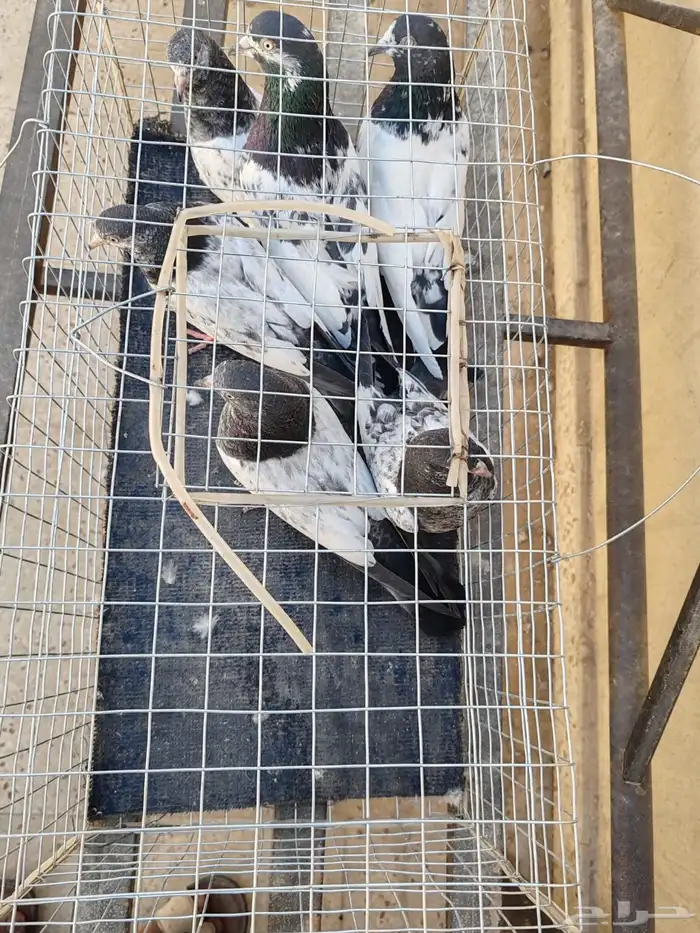 جوز باكستاني معه اربع طبات 1