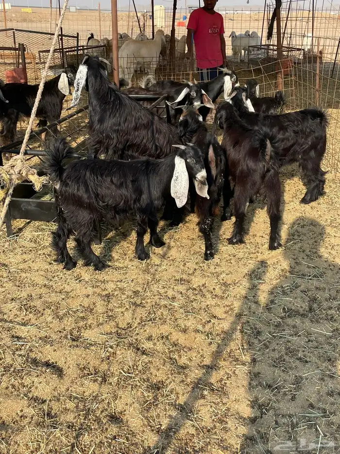 حري ذبايح مناسبات عقيقه ذبائح ثلاجه يوجد صلخ وتوصيل 12