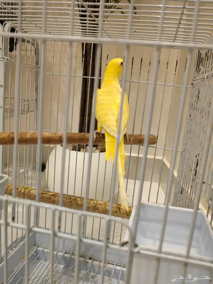 دره البينو ذكر 2