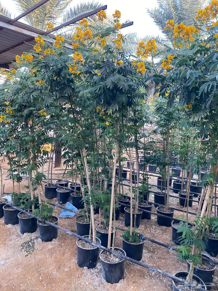 شتلات مشتل اشجار زينه 43