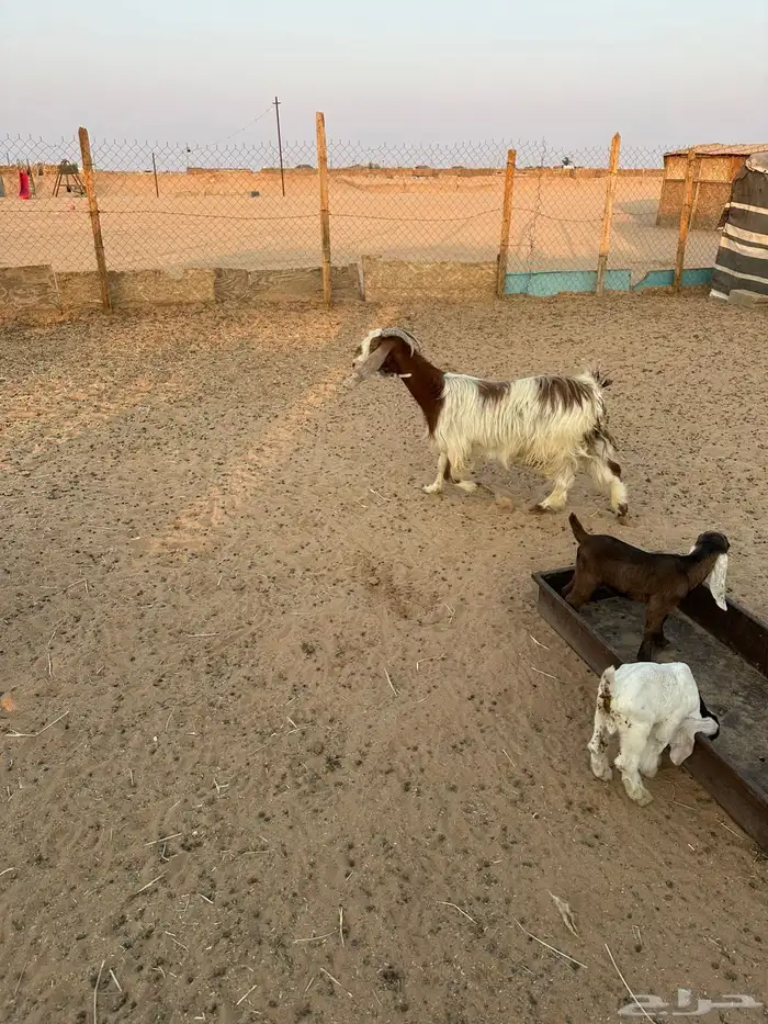 عنز تحتها ثنين 0