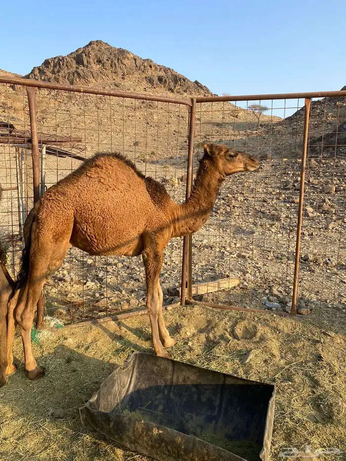 قعود للبيع 4