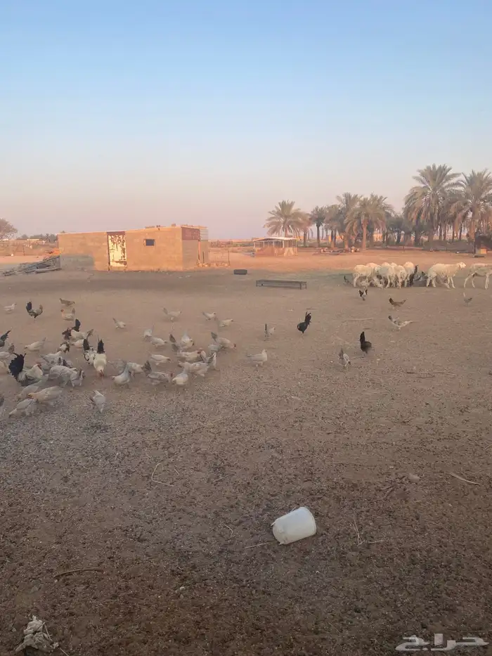 دجاج فيومى 3