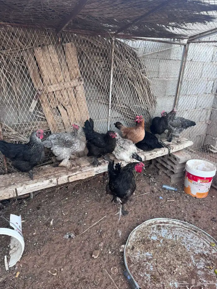 دجاج براهما 0