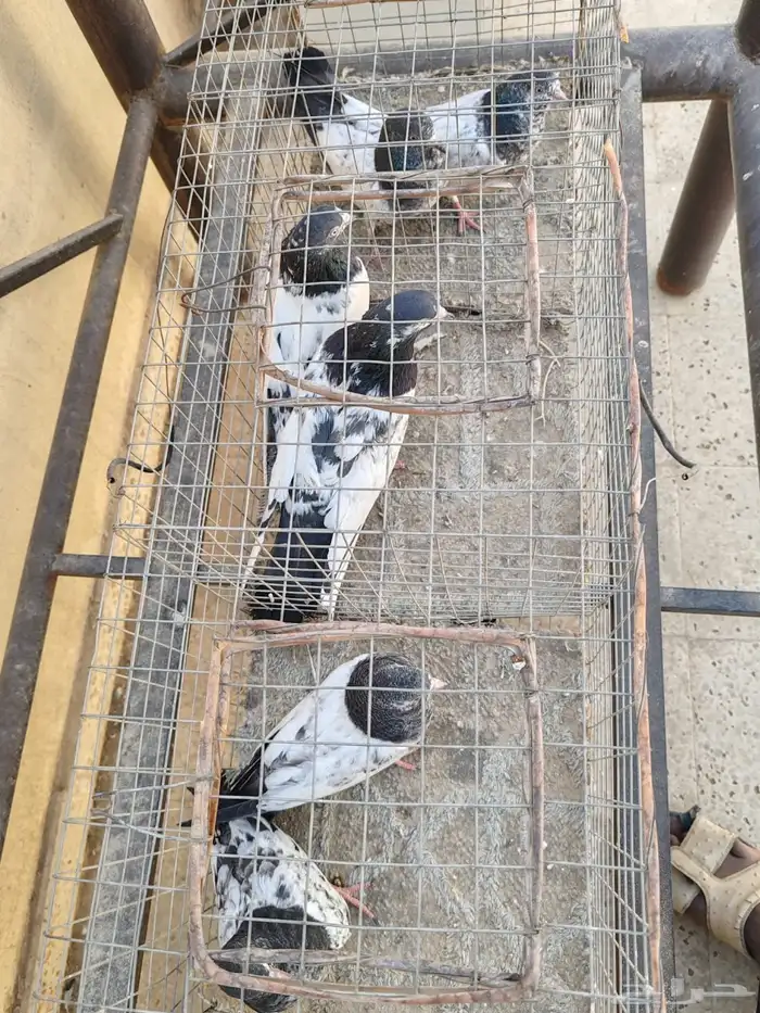 جوز باكستاني معه اربع طبات 2