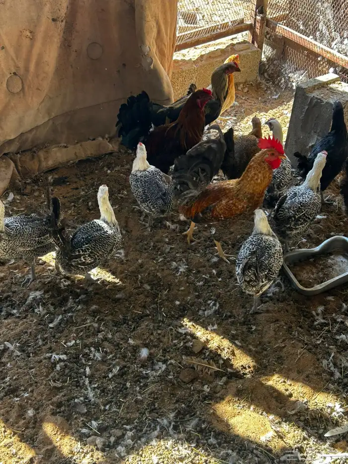 البيع دجاج بياض 2