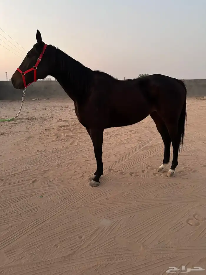 حصان ركوب من دون اوراق الاحساء 1