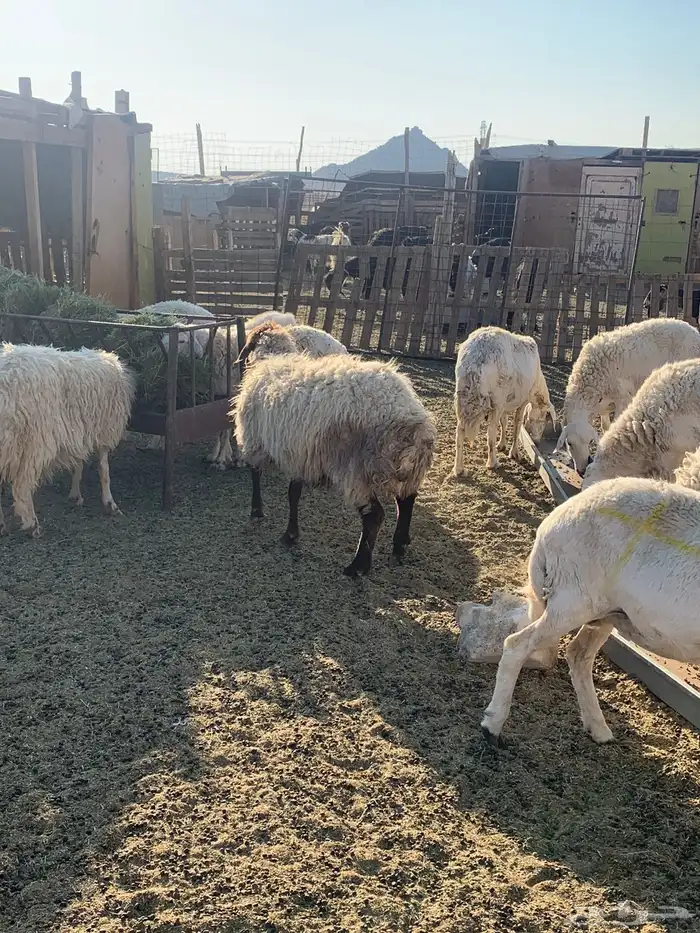 إمراح حريات 2