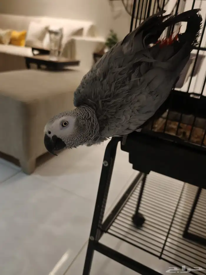 ببغاء كاسكو 4