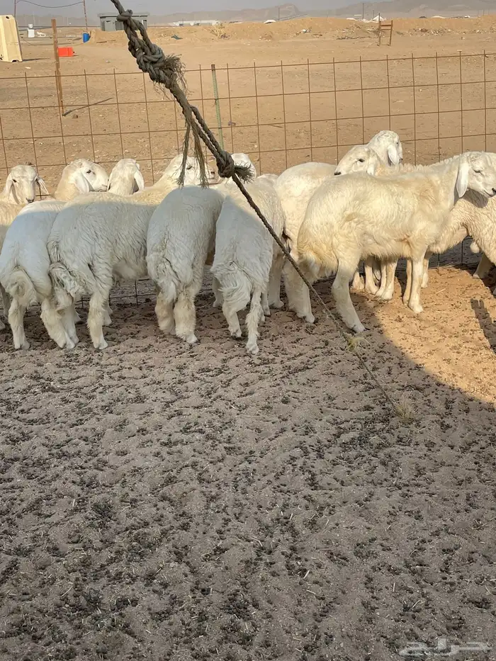 حري ذبايح مناسبات عقيقه ذبائح ثلاجه يوجد صلخ وتوصيل 0